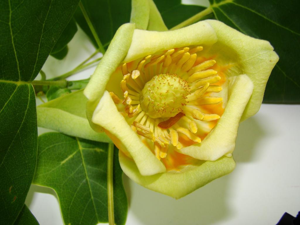 Pont-lʼAbbé Kernel Bihan מראה חיצוני תמונה
